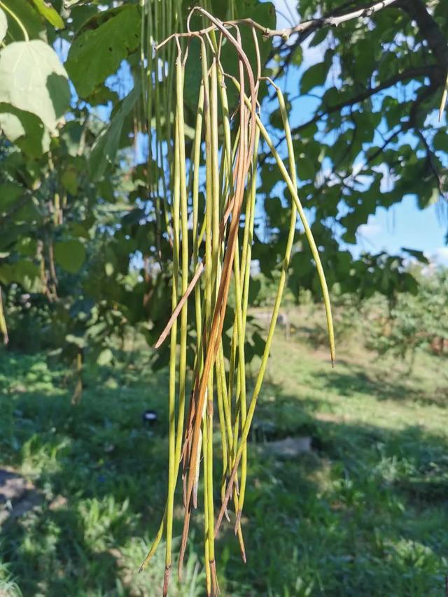 园林植物的象征意义，园林植物象征意义的表述（常用户外园林植物中）