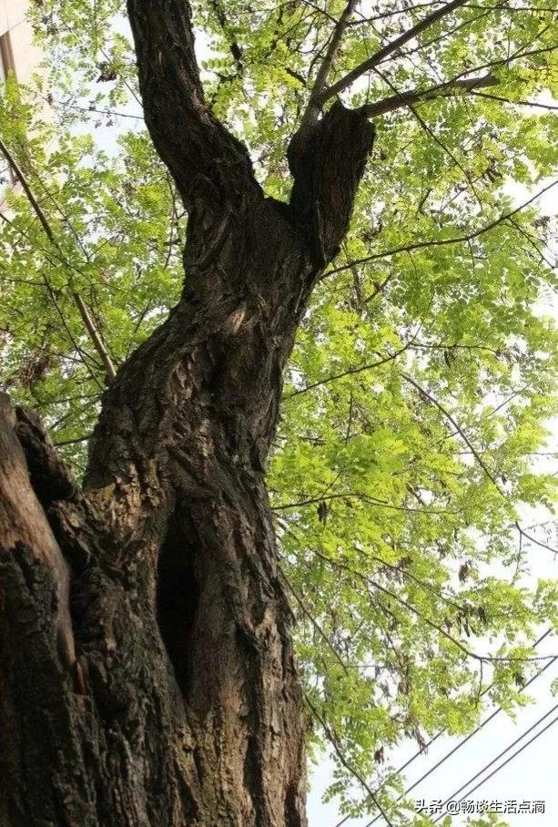 鬼能随便进人家家门吗，鬼可以随便进家里吗（老话：“不怕蛤蟆进家门）