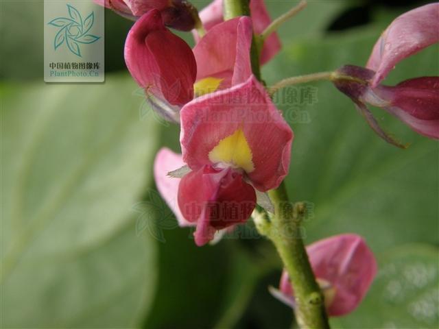 本草图经作者是谁，《本草图经》的作者（芎藭 蘼蕪 藁本）