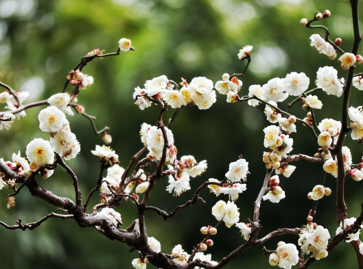 花的由来，玫瑰花的由来（花的名字是怎么来的）