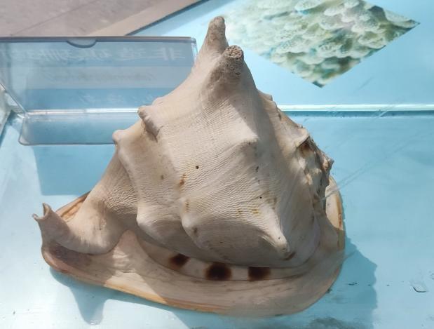 唐冠螺（帝王唐冠螺，四大名螺之唐冠螺（天然唐冠螺贵吗）