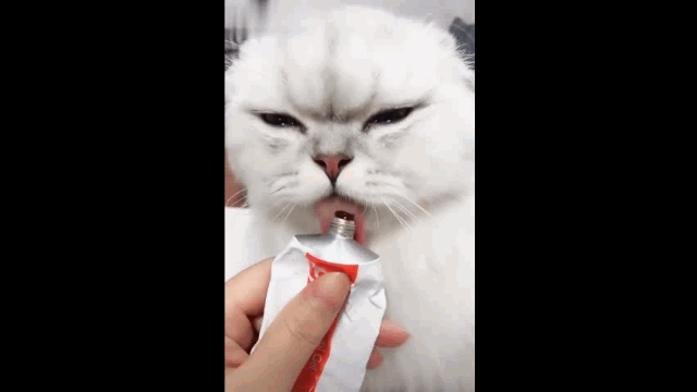 猫流眼泪怎么回事，猫咪有时候会流泪是怎么回事（猫咪流眼泪是因为“感动”而哭——关于猫流眼泪的真相）