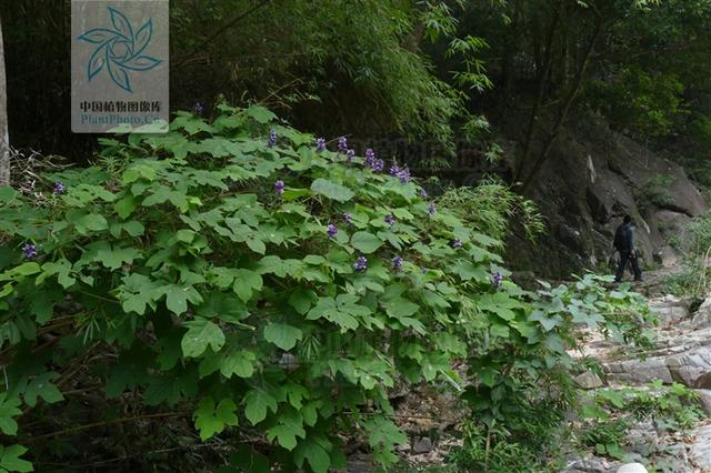 本草图经作者是谁，《本草图经》的作者（芎藭 蘼蕪 藁本）