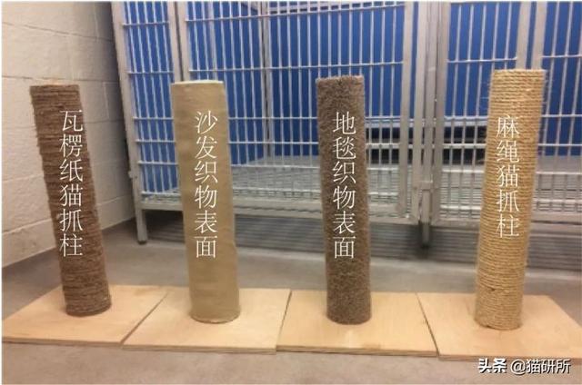 猫咪正确使用猫抓板的十个原则，猫咪为啥要用猫抓板（哪种才是猫咪真爱）