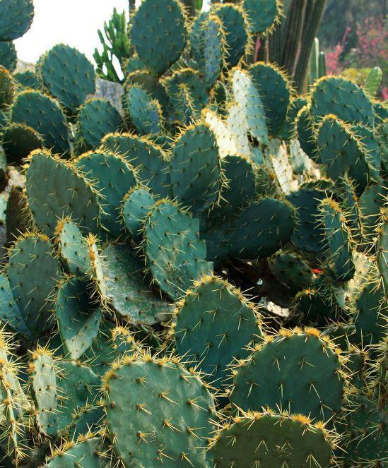 厦门万石植物园里有哪些植物，厦门万石植物园里有哪些植物花（种满多肉的植物园）