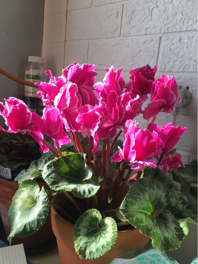 雪水浇花好不好 雪水干净么，雪水浇花好不好（雪水养花效果好）