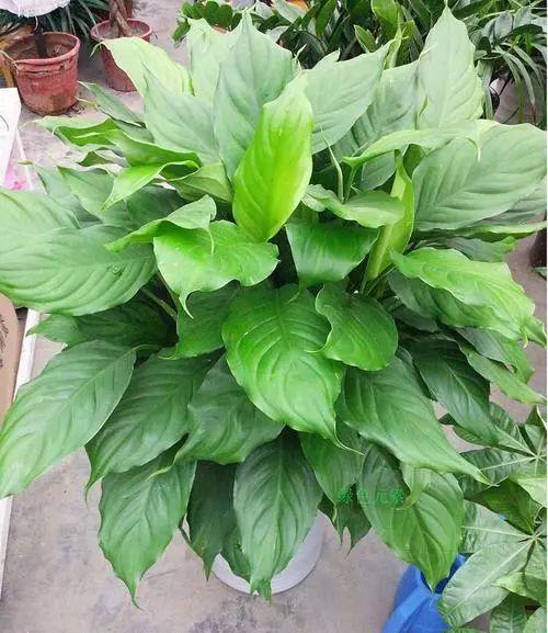 花叶万年青叶(尽在这份栽培要领中!) - 彝家农业网