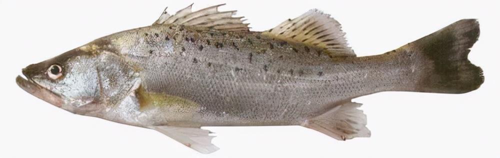 三叶唇鱼介绍，双唇鱼学名叫什么（鱼类：中国淡水鱼类图谱）