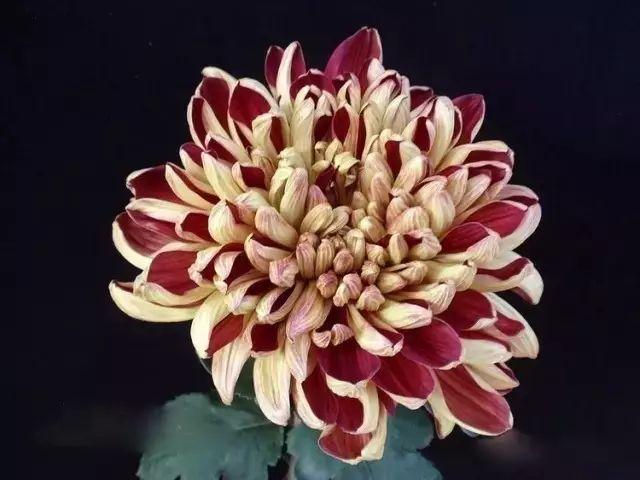 世界最美菊花80种太美了，金秋十月赏菊花——世界最美菊花80种送给您