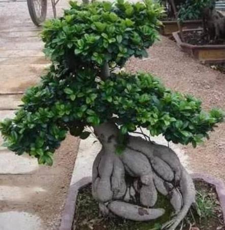 人参出现花叶怎么办，人参出现花叶怎么办呢（原因只是3个不起眼的“小细节”）