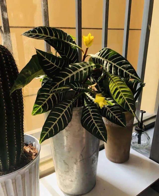 斑马花的修剪方法，学几个小技巧