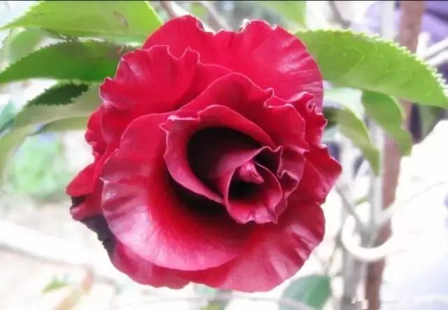 如何识别六角大红茶花，如何识别六角大红茶花的真假（带你认识名贵茶花品种）