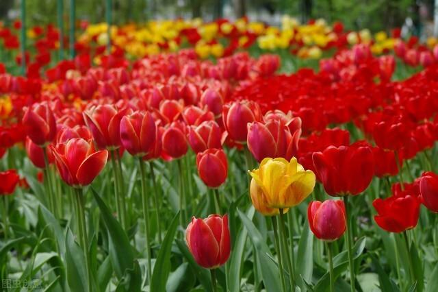 十二月花神，十二月花神（十二月花名歌）