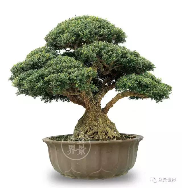 黄杨木盆景养护注意事项，怎样养黄杨木盆景（一组黄杨盆景精品欣赏）