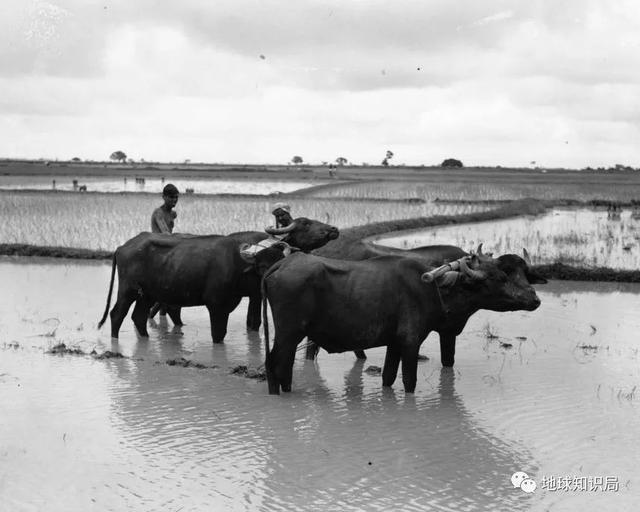 bangladesh是哪个国家，bangali是哪个国家（什么是孟加拉国）
