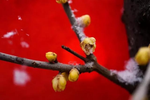 什么是雪盲症 雪盲症有哪些症状，什么是雪盲症（哪些人主要注意预防）