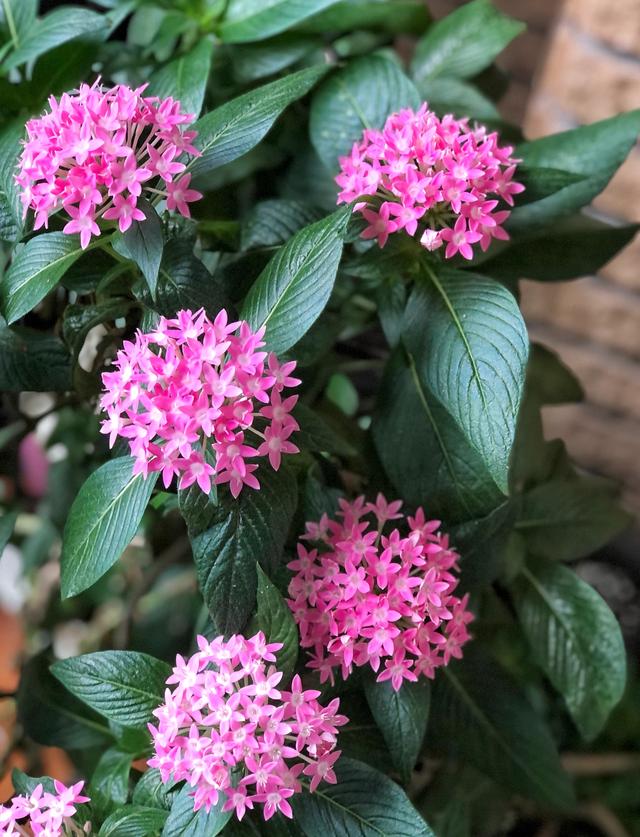 繁星花的盆栽养护方法，养棵“繁星花”吧