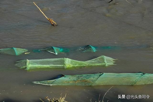 麦穗鱼能活多久，麦穗鱼生长周期要多久（究竟有多少鲫鱼能够“寿终正寝”）