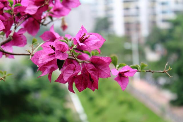 三角梅哪个品种最漂亮好看，三角梅哪个品种最勤开花？花开最美艳
