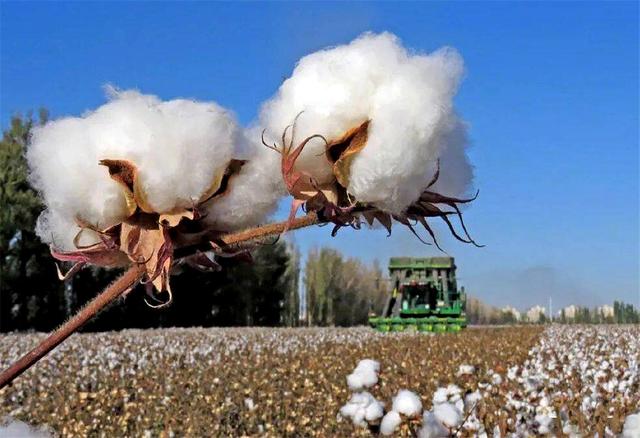 钞票纸是什么做的，钞票纸是什么做的啊（用“新疆棉”做的人民币）