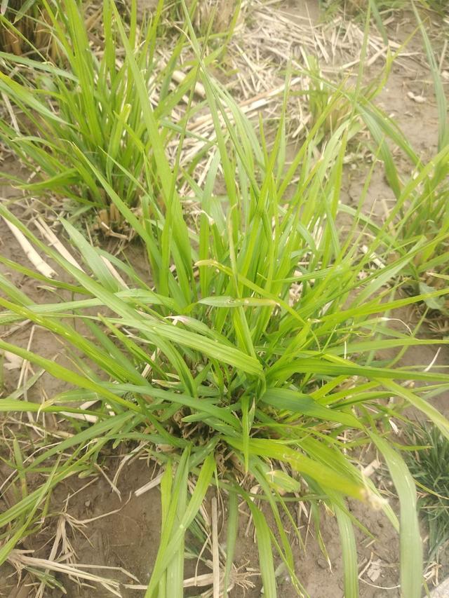 如何斗蟋蟀，如何斗蟋蟀视频（拿着斗蟋蟀是绝配）