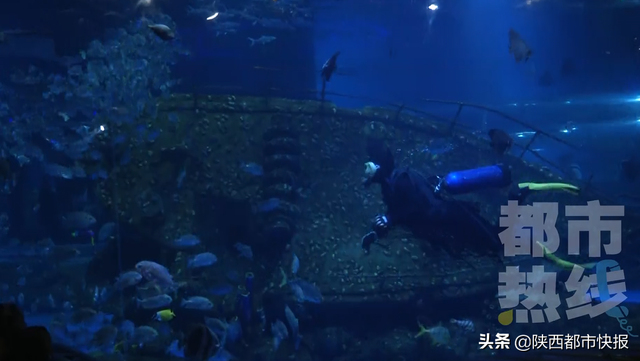 西安幻太奇海洋馆介绍，西安幻太奇海洋馆在哪（“卡通人物”来到海底世界）