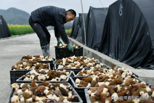 阳雀菌怎么做好吃,阳雀菌怎么吃最好(原来只能吃山上的) 阳雀菌怎么做好吃,阳雀菌怎么吃最好(原来只能吃山上的)