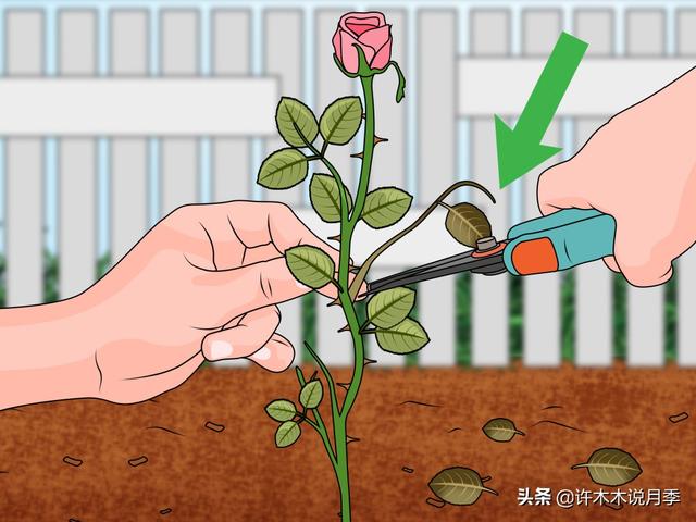 月季为什么不开花只长叶子，月季不开花只长叶子的原因处理方法（月季瘦弱、枝叶稀疏不开花怎么办）