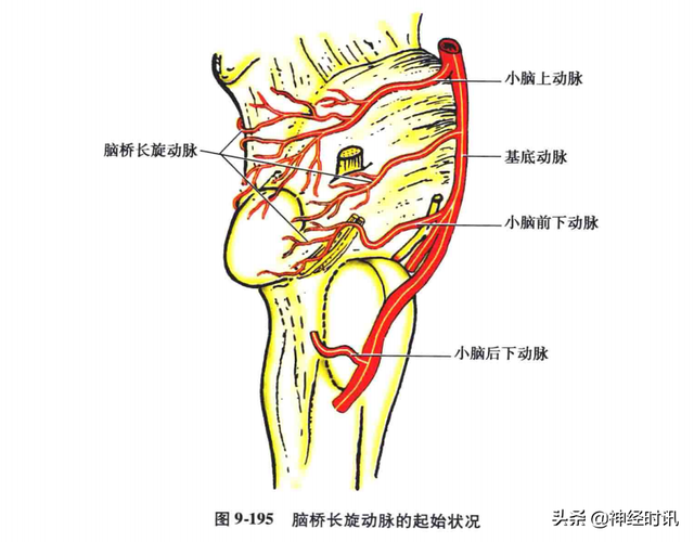 关于脑桥介绍，脑桥包括什么（脑桥的血液供应及病变时的临床表现）