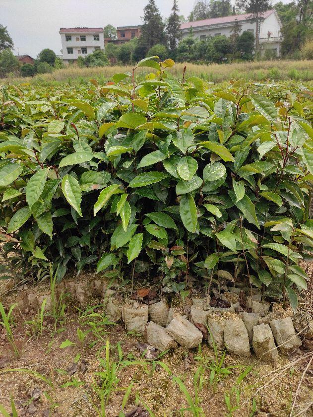 大果红花油茶适应什么地方种植，高档食用植物油、东方橄榄树——大果红花油茶