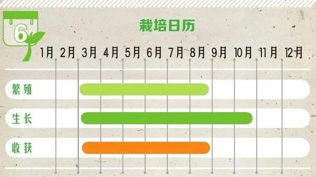 艾草种子什么时候播种，艾草什么时间播种（养生生活从栽种一棵艾草开始）
