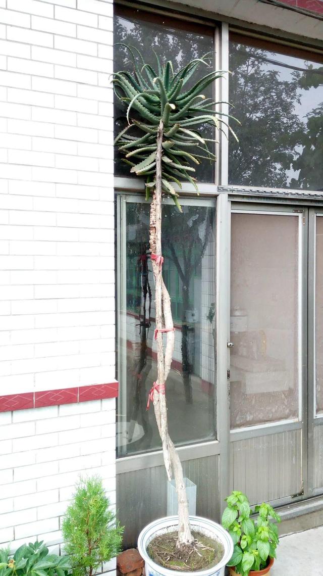 吊兰怎么养才能更旺盛，吊兰叶子尖发黄干枯什么原因（敲个鸡蛋埋土里）