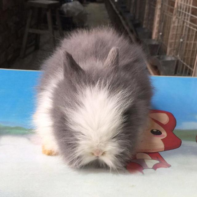兔子耳朵分几种形态，几种常见的兔子介绍