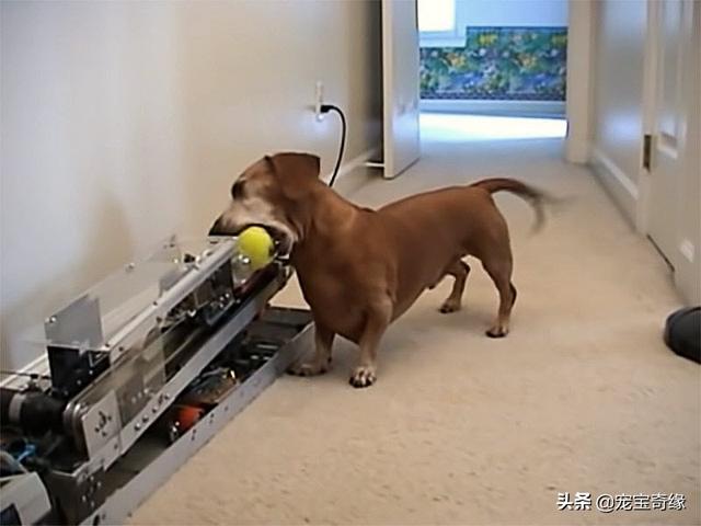 被装在包包里的毛孩纸，被装在包包里的毛孩纸怎么处理（铲屎官为毛孩们所做的事情让人感动图片）