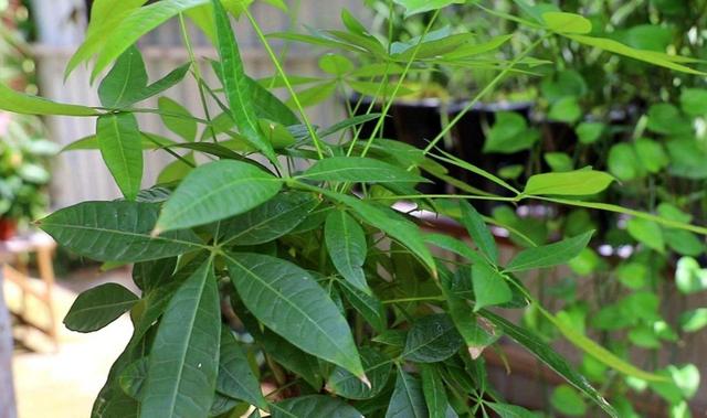 发财树种植技巧，掌握好4个养护关键点