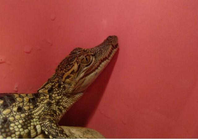 宠物鳄鱼的饲养方法，家养宠物鳄鱼怎么养（觉得吃肉够营养了吗）