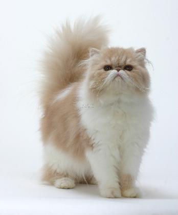 猫有哪些品种(十大名猫排行榜图片)