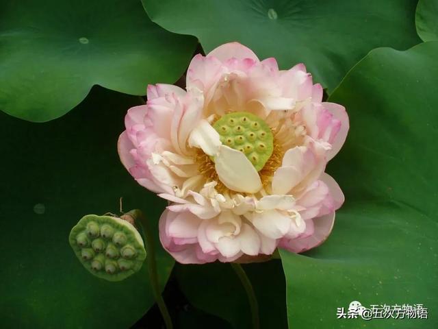 绣线菊亚科植物多具瞢荚果,少为蒴果,瞢荚果由离生心皮发育而来,是初生性状，或原始性状,蒴果由合（草莓上的小麻点真的只是种子吗）