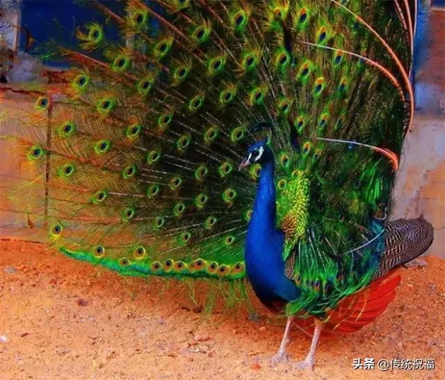 为什么雄性白孔雀也会开屏，孔雀开屏都是雄的吗（白孔雀开屏，太美了）