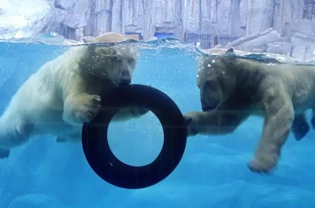 西安海洋馆，一天玩转曲江海洋公园的攻略现在才知道（西安海洋馆作文）