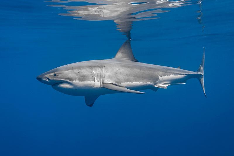 拟噬人鲨图片