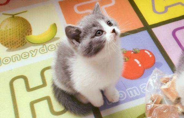 小猫多久会忘记猫妈妈，小猫长到多大时猫妈妈会赶走（猫咪能记住主人一辈子）