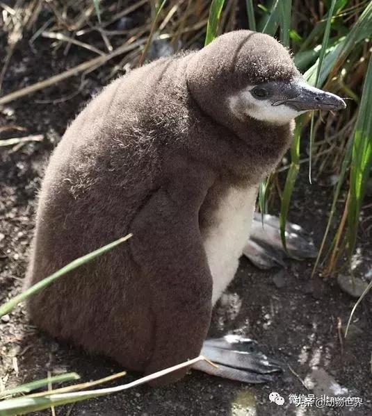 企鹅都有哪几种分别生活在哪里呢，企鹅都有哪些（详解世界上的18种企鹅<一>）