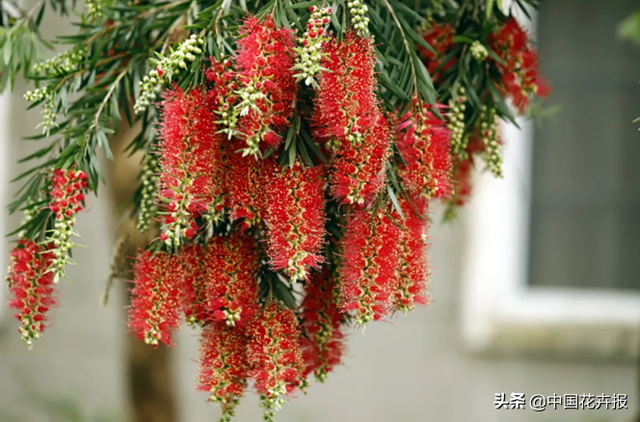 红千层的花语是什么，白千层的花语是什么（红千层的花色彩艳丽）