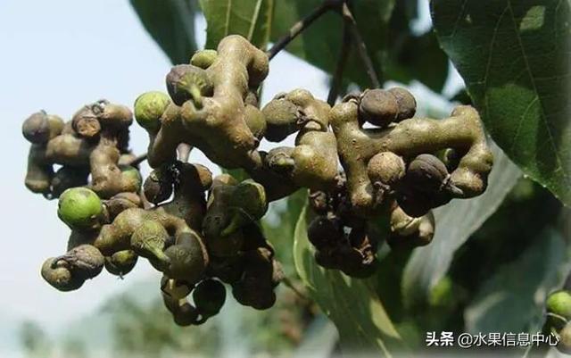 醋柳果的功效与作用，醋柳果的功效与作用及禁忌（国内有哪些小众特色水果）