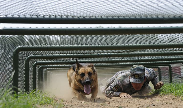 怎么领养退役的军犬警犬，如何领养退役军犬警犬（退役后的军犬怎么安置了）