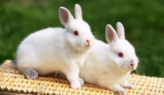 哺乳动物有哪些，世界上哺乳类动物有哪些（哺乳类动物和图片）