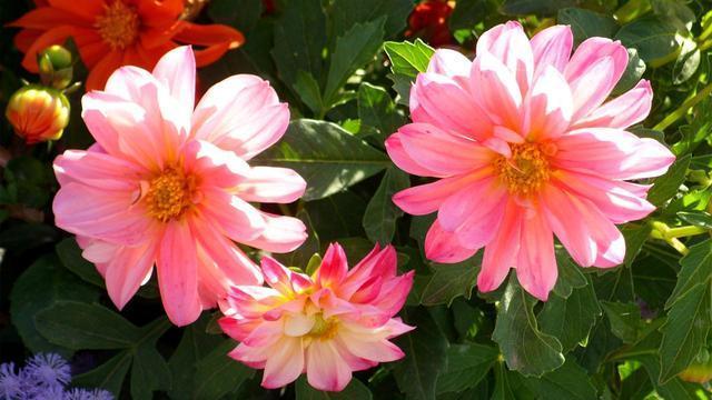 十二星座做什么容易减轻自己的烦恼，十二星座做什么容易减轻自己的烦恼呢（十二星座的减压妙方各是什么）