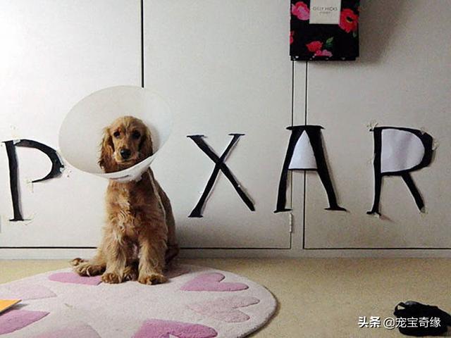 被装在包包里的毛孩纸，被装在包包里的毛孩纸怎么处理（铲屎官为毛孩们所做的事情让人感动图片）