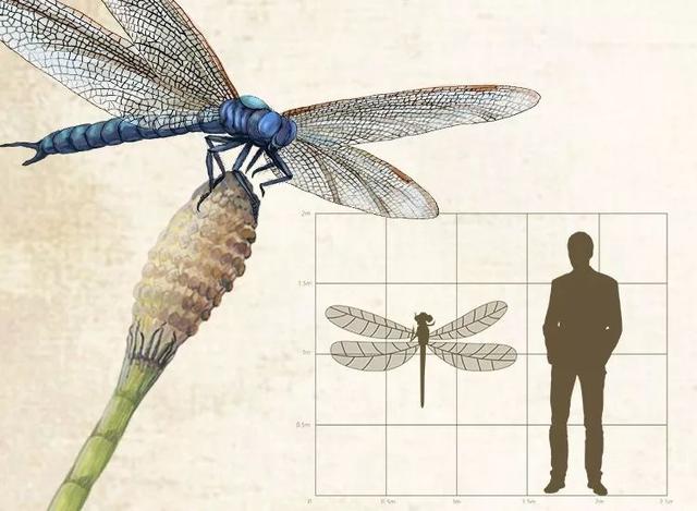 世界上最大的虫子，世界上最大的虫子是什么虫子（地球上已知的有史以来最大的昆虫）